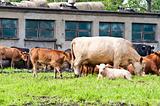 calf and cows on dairy farm
