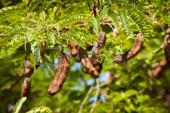Tamarind tree with seed many seed pods