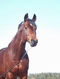 portrait of beautiful bay horse  at blue sky