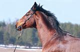 portrait of beautiful bay horse  in spring field