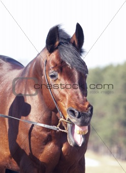 funny yawning horse