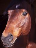 portrait of beautiful bay horse in dark