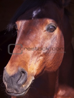 portrait of beautiful bay horse in dark