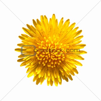 Yellow flower of dandelion isolated on white background.