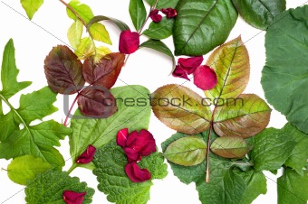 mixed leaves