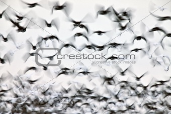 Motion Bluurred Panned  Snow Geese