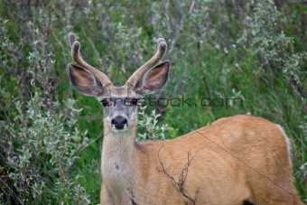Mule Deer Buck velvet Antlers