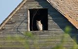 Great Horned Owl in Old Barn