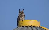 Great Horned Owl on Granary
