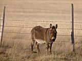 Mule in Pasture Canada