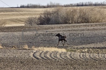 Moose Cow and Calf Saskatchewan Canada