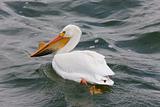American White Pelicans 