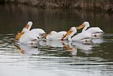 American White Pelicans 