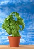 Sweet Basil in Plant Pot
