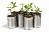 Chilli plants in tin pots