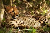 Young female cheetah