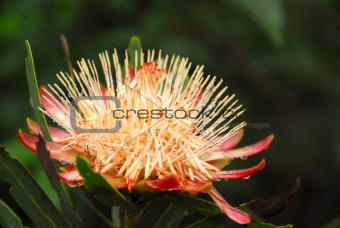 King Protea in full bloom
