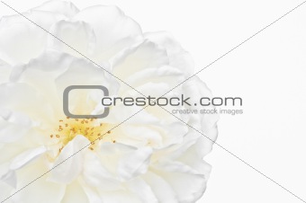 White Rose close up