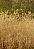 Tall reed plants