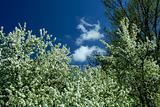 Spring trees and blue sky
