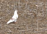 White Pigeon Dove