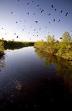 Saskatchewan River and Swallows
