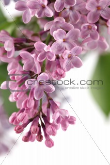 Pink lilac