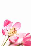 Pink spring blossom