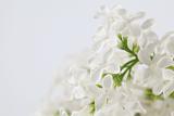 White lilac