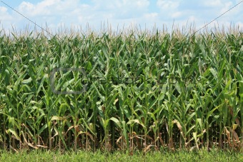 Corn Crop