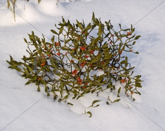 Branch of a mistletoe with berries on snow