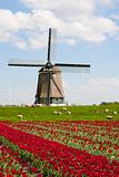 Tulips and windmill
