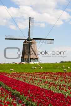 Tulips and windmill

