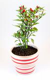 peppers potted plant
