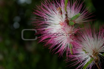 Calliandra flower