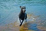 Poodle leaping form lake