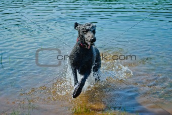 Poodle leaping form lake