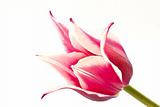 bicolor tulips 