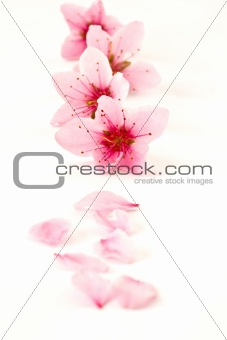 Peach pink flowers 