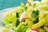 Spring salad of cabbage and radishes