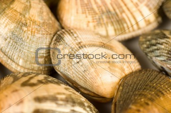 Clam background