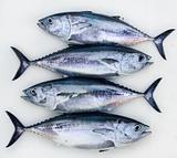 bluefin four tuna fish Thunnus thynnus catch row