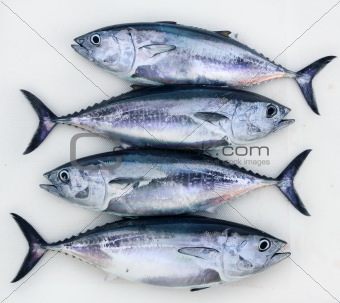bluefin four tuna fish Thunnus thynnus catch row