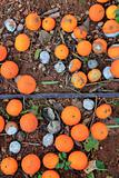 Rotten oranges fallen in floor market price is low