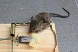 Mouse trap with real mouse catched with cheese