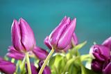 tulips pink flowers blue green studio shot
