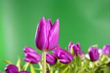 tulips pink flowers vivid green background