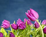 tulips pink flowers on blue studio background