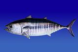 Bluefin tuna isolated on blue background