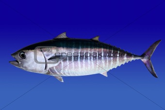 Bluefin tuna isolated on blue background